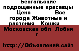 Бенгальские подрощенные красавцы. › Цена ­ 20 000 - Все города Животные и растения » Кошки   . Московская обл.,Лобня г.